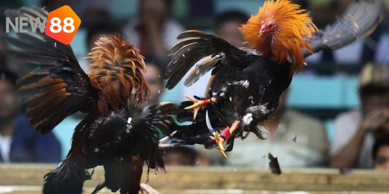 Đá gà philippines có nguồn gốc xuất phát từ đâu